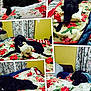 bed, black_dog, blanket, collage, comfort, cozy, curtains, dog, floral_pattern, furniture, home, indoor, lying_down, pet, playing, plush_toy, relaxing, sleeping, stuffed_animal, yellow_wall
