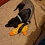 animal, black_dog, blanket, carpet, collar, cozy, cuddling, dog, fabric, floor, home, indoor, pet, plush_toy, resting, shoes, sleeping, stuffed_animal, toy, yellow_duck