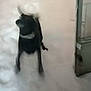 active, animal, black_dog, blurry, building, corner, dog, floor, foam, fur, gray, jumping, motion, motion_blur, outdoor, pet, playing, snow, wall, white