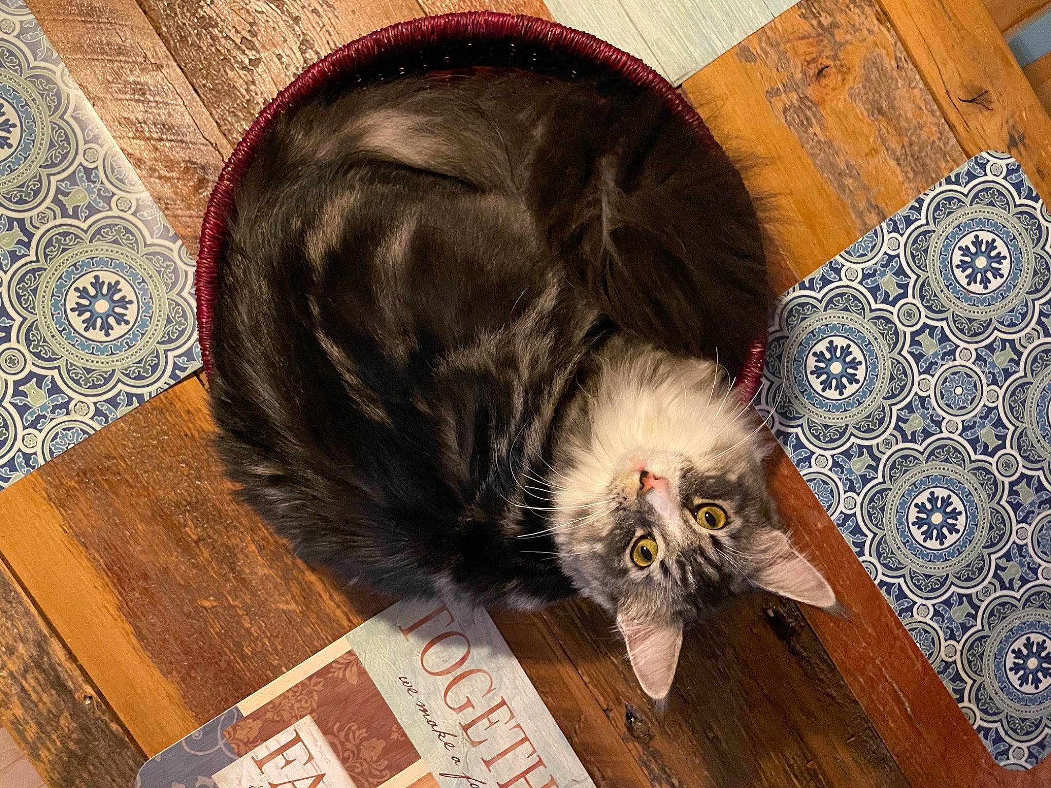 Isabella is registered to the contest to win money with this photo: carnivore, cat, claw, comfort, feather, felidae, flooring, fur, hardwood, liver, natural_material, pattern, paw, small_to_medium_sized_cats, tail, terrestrial_animal, whiskers, wood