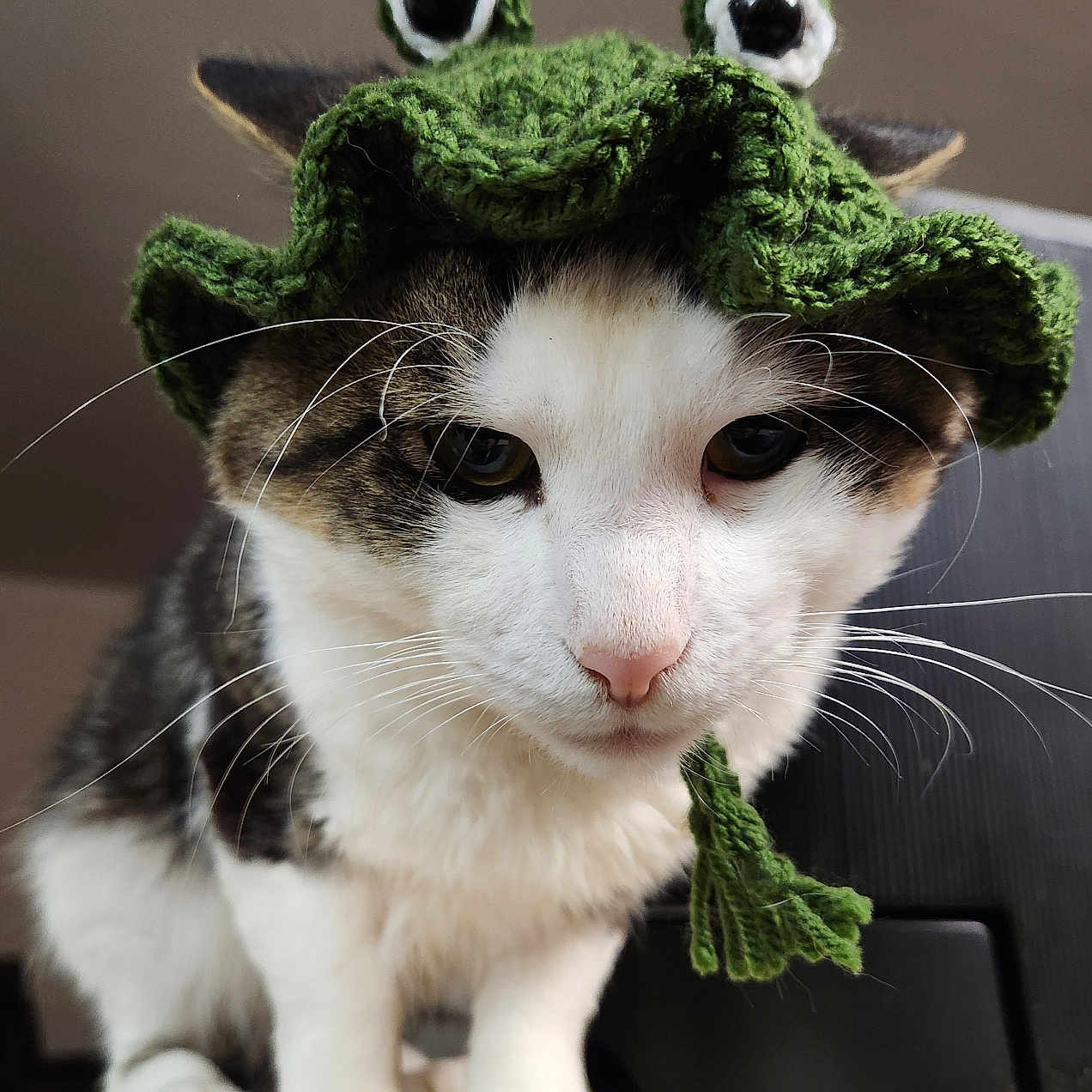 Peanut Butter is registered to the contest to win money with this photo: abyssinian, accessories, animal, cap, cat, clothing, formalwear, hardwood, hat, kitten, knitwear, manx, pattern, pet, plush, siamese, sweater, tie, toy, wood