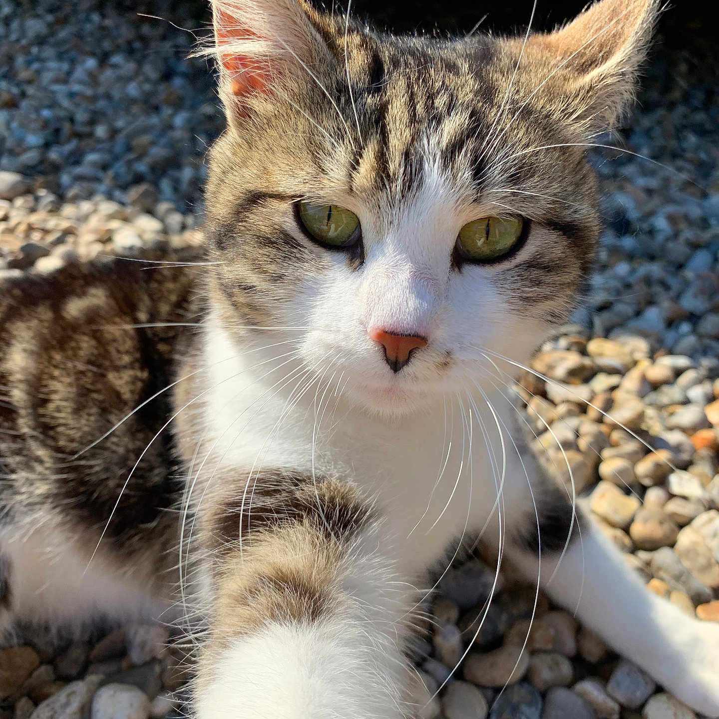 Ptit Chat