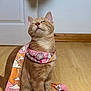 cat, ginger_cat, scarf, indoor, wooden_floor, closed_eyes, cute, pet, feline, sitting, calm, adorable, domestic_animal, mammal, whiskers, fur, pink, orange, relaxed, portrait