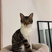 Arya a rejoint le concours — aidez-le/la à gagner de superbes lots ! cat, tabby_cat, pet, indoor, feline, cozy, cat_bed, fluffy, curious, looking_at_camera, white_wall, mirror, domestic_cat, sitting, striped_fur, green_eyes, calm, portrait, household, furniture