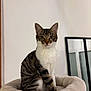 cat, tabby_cat, pet, indoor, feline, cozy, cat_bed, fluffy, curious, looking_at_camera, white_wall, mirror, domestic_cat, sitting, striped_fur, green_eyes, calm, portrait, household, furniture
