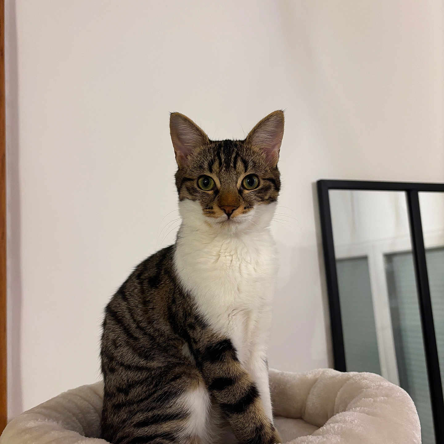 Arya