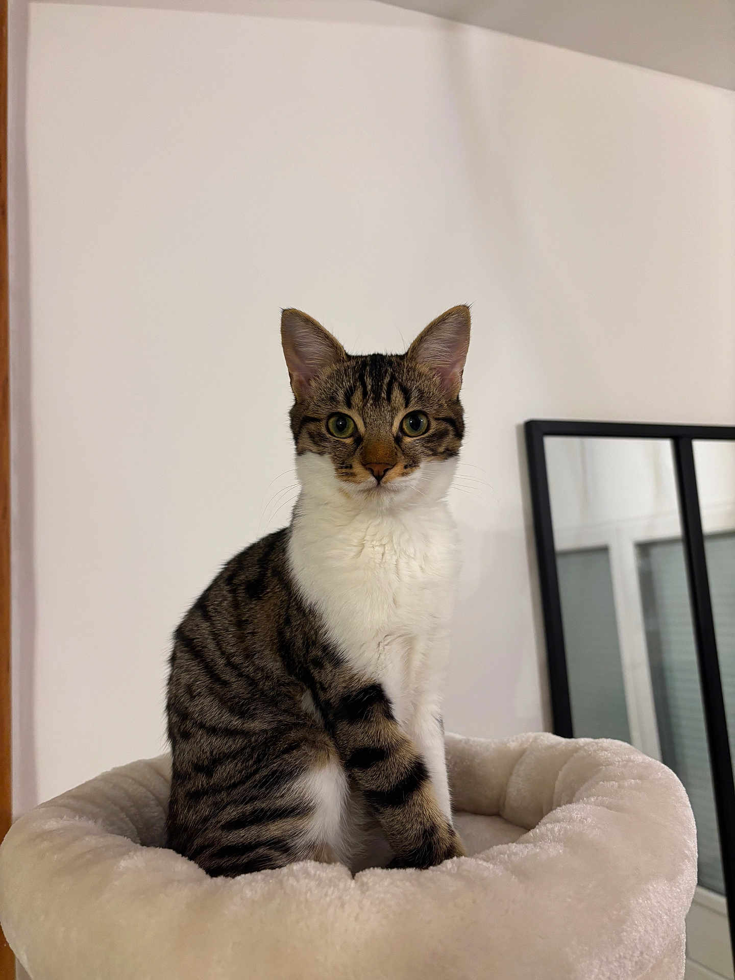 Arya