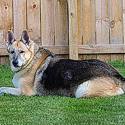 Maximus joined the competition — help win amazing prizes! dog, german_shepherd, grass, lawn, outdoor, fence, wooden_fence, pet, animal, canine, lying_down, brown, black, tan, ears, fur, nature, daylight, relaxed, background