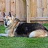 dog, german_shepherd, grass, lawn, outdoor, fence, wooden_fence, pet, animal, canine, lying_down, brown, black, tan, ears, fur, nature, daylight, relaxed, background