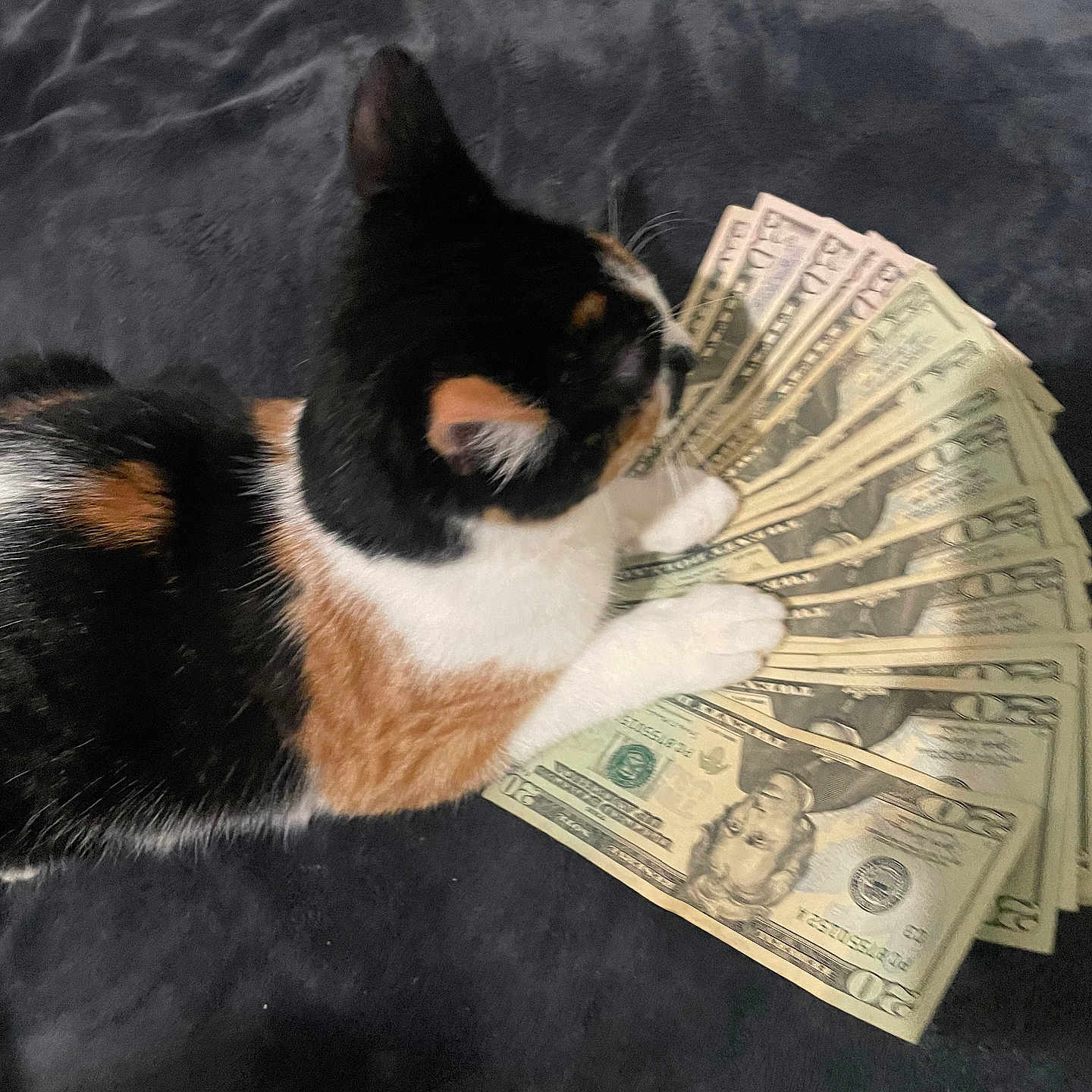 Yuki joined the competition — help win amazing prizes! cat, calico_cat, money, cash, dollar_bills, paws, animal, pet, laying_down, black_background, currency, domestic_cat, feline, closeup, indoor, stack_of_money, rich, wealth, cute, relaxed