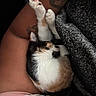 cat, calico, sleeping, lap, tattoo, arm, blanket, cozy, resting, fur, person, pink_clothing, indoor, relaxation, closeup, animal, pet, comfort, snuggle, quiet