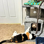 Yuki is registered to the contest to win money with this photo: calico_cat, cat, dog, carpet, cat_tree, door, indoor, pet, playing, reaching, cubby_hole, litter_box, animal, fur, floor, toy, wall, household, curiosity, companions