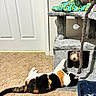 calico_cat, cat, dog, carpet, cat_tree, door, indoor, pet, playing, reaching, cubby_hole, litter_box, animal, fur, floor, toy, wall, household, curiosity, companions