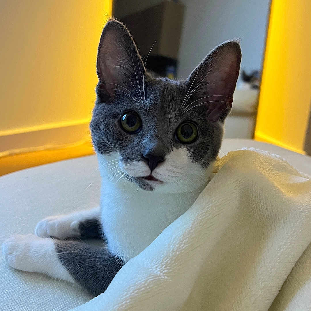 Bông is registered to the contest to win money with this photo: cat, gray_cat, white_cat, blanket, soft_texture, mirror, yellow_light, indoor, curious, pet, feline, resting, cozy, home, furniture, close_up, animal, cute, domestic, relaxing
