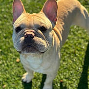 Casper joined the competition — help win amazing prizes! dog, french_bulldog, pet, animal, outdoor, grass, sunlight, canine, cute, ears, face, whiskers, short_hair, looking_up, daylight, standing, shadow, mammal, domestic_animal, friendly