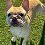 dog, french_bulldog, pet, animal, outdoor, grass, sunlight, canine, cute, ears, face, whiskers, short_hair, looking_up, daylight, standing, shadow, mammal, domestic_animal, friendly