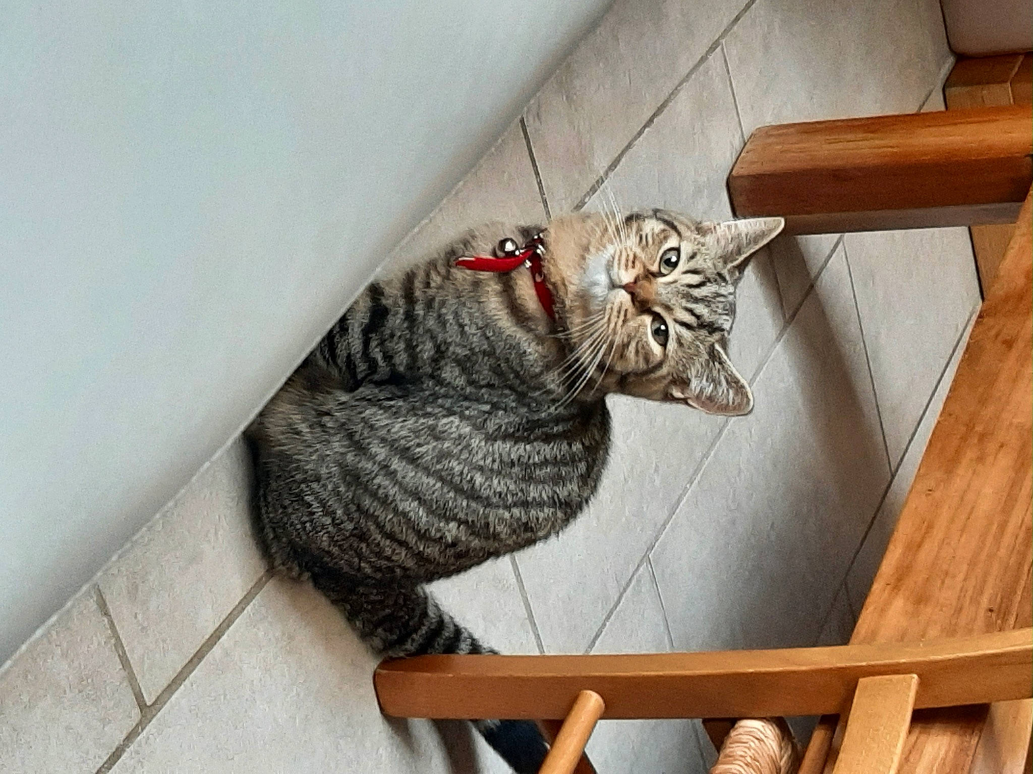 Sylvestre a rejoint le concours — aidez-le/la à gagner de superbes lots ! carnivore, cat, cat_supply, comfort, domestic_short_haired_cat, felidae, flooring, fur, grey, hardwood, paw, room, small_to_medium_sized_cats, tail, whiskers, window, wood, wood_stain