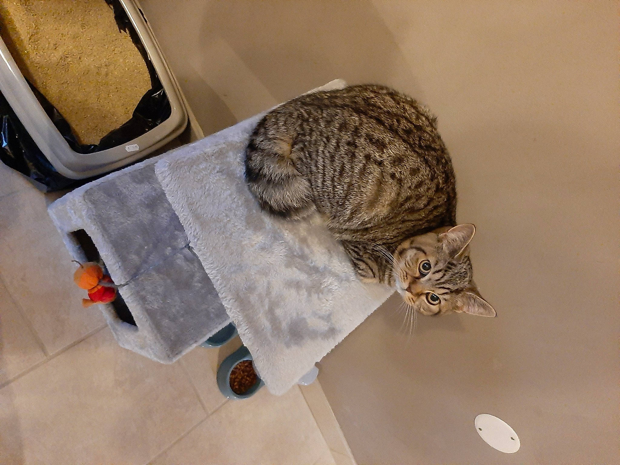 Sylvestre a rejoint le concours — aidez-le/la à gagner de superbes lots ! carnivore, cat, domestic_short_haired_cat, felidae, flooring, fur, metal, pet_supply, rectangle, room, small_to_medium_sized_cats, tail, terrestrial_animal, tool, whiskers, wood, wool