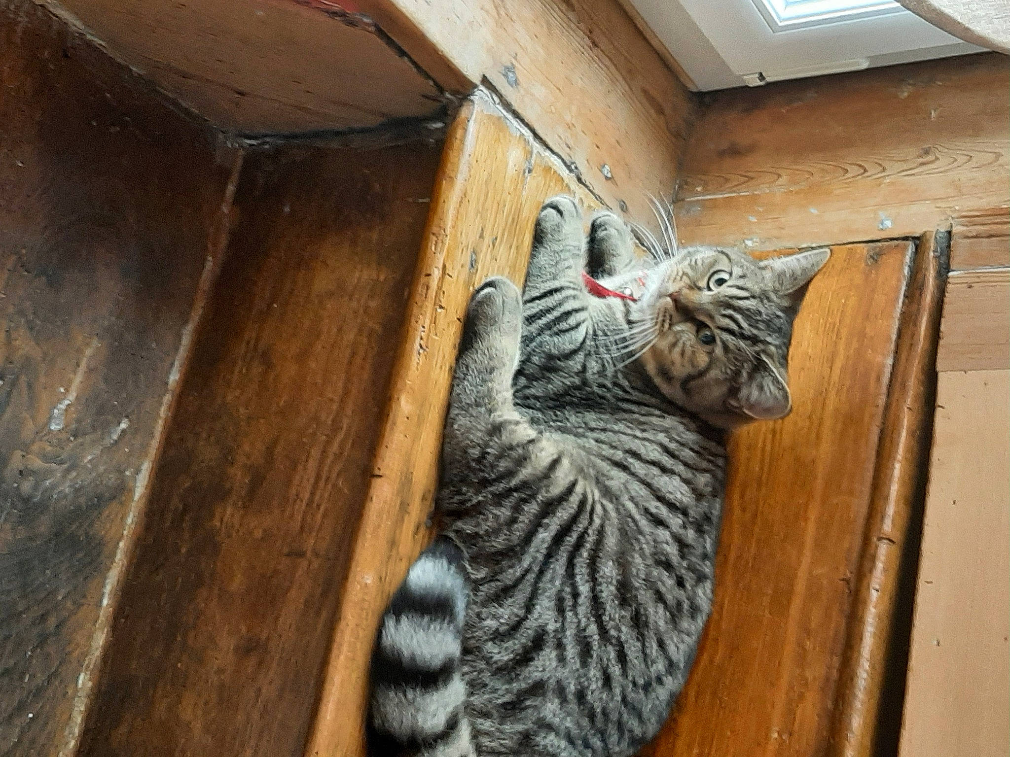 Sylvestre participe au concours pour gagner de l'argent avec cette photo : art, carnivore, cat, domestic_short_haired_cat, door, fawn, felidae, floor, flooring, hardwood, metal, natural_material, plywood, room, small_to_medium_sized_cats, snout, terrestrial_animal, whiskers, wood, wood_stain