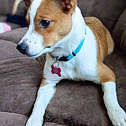 Honey is registered to the contest to win money with this photo: dog, puppy, collar, id_tag, sofa, couch, brown_fur, white_fur, close_up, pet, paw, ear, muzzle, whiskers, domestic_animal, indoor, portrait, relaxed, looking_away, furniture