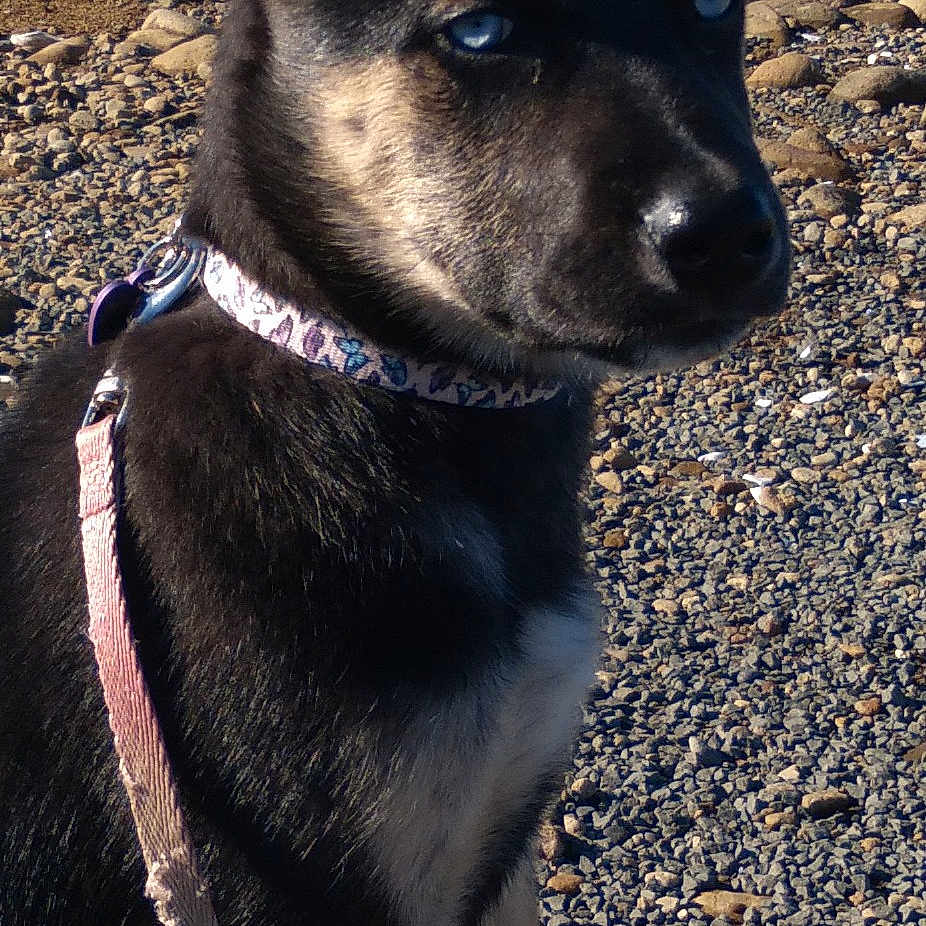 Willow