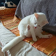 Alaska a rejoint le concours — aidez-le/la à gagner de superbes lots ! cat, white_cat, black_and_white_cat, pet, animal, feline, couch, blanket, cushion, indoor, relaxing, paw, licking, fur, resting, cozy, home, orange_blanket, tile_floor, window