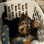 Maximus is registered to the contest to win money with this photo: dog, puppy, small_dog, laundry_basket, basket, blanket, pet_bed, cozy, cute, fur, scruffy, indoor, home, portrait, eyes, nose, ear, floor, wood_paneling, polka_dot