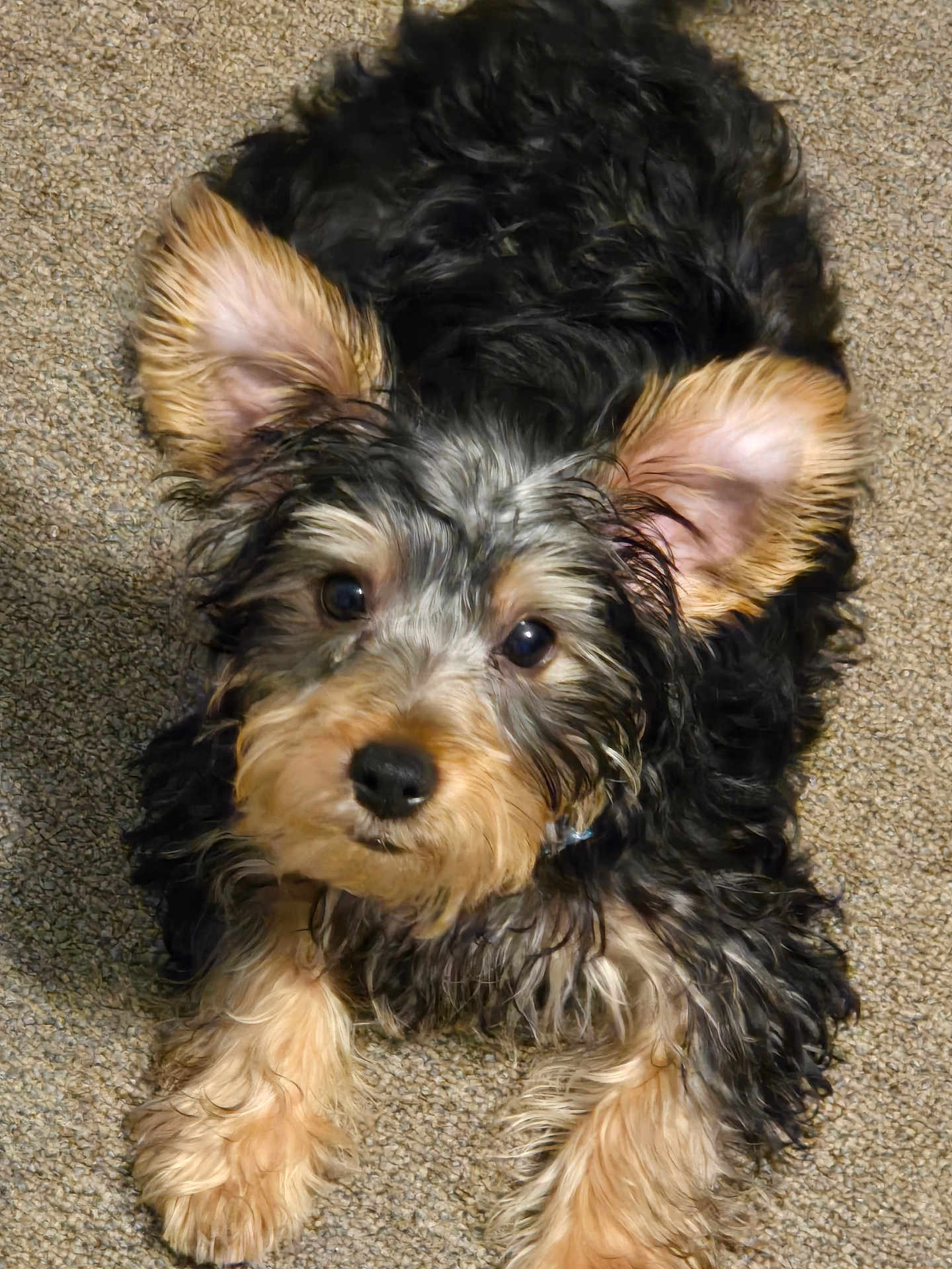 Maximus joined the competition — help win amazing prizes! dog, puppy, small_dog, fur, ears, eyes, nose, paws, carpet, pet, portrait, close_up, looking_up, wet_fur, curious, adorable, fluffy, black_and_tan, indoor, companion