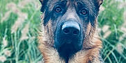 Braco a rejoint le concours — aidez-le/la à gagner de superbes lots ! animal, canine, dog, germanshepherd, grass, pet, plant, policedog, puppy, snout