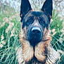 animal, canine, dog, germanshepherd, grass, pet, plant, policedog, puppy, snout
