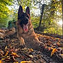 Braco participe au concours pour gagner de l'argent avec cette photo : animal, autumn, canine, dog, germanshepherd, land, leaf, nature, outdoors, pet, plant, policedog, puppy, sunlight, terrier, tree, vegetation, woodland