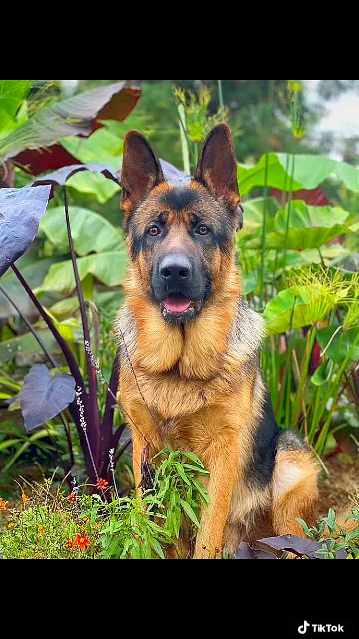 Braco participe au concours pour gagner de l'argent avec cette photo : animal, bird, canine, dog, germanshepherd, person, pet, policedog, puppy, snout, walkingdog