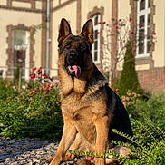 Braco participe au concours pour gagner de l'argent avec cette photo : animal, brick, canine, dog, flower, geranium, germanshepherd, grass, jar, nature, outdoors, pet, plant, planter, pottedplant, pottery, puppy, tree, vase, yard