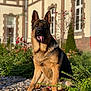 animal, brick, canine, dog, flower, geranium, germanshepherd, grass, jar, nature, outdoors, pet, plant, planter, pottedplant, pottery, puppy, tree, vase, yard