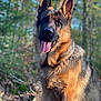 Braco a rejoint le concours — aidez-le/la à gagner de superbes lots ! animal, bodypart, canine, dog, germanshepherd, mouth, person, pet, policedog, puppy, tongue