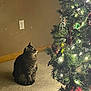 Ruby joined the competition — help win amazing prizes! cat, tabby_cat, christmas_tree, ornament, fairy_lights, carpet, indoor, holiday, pet, feline, sitting, looking_up, curious, decoration, illuminated, cozy, tree_skirt, living_room, wall_outlet, wooden_baseboard