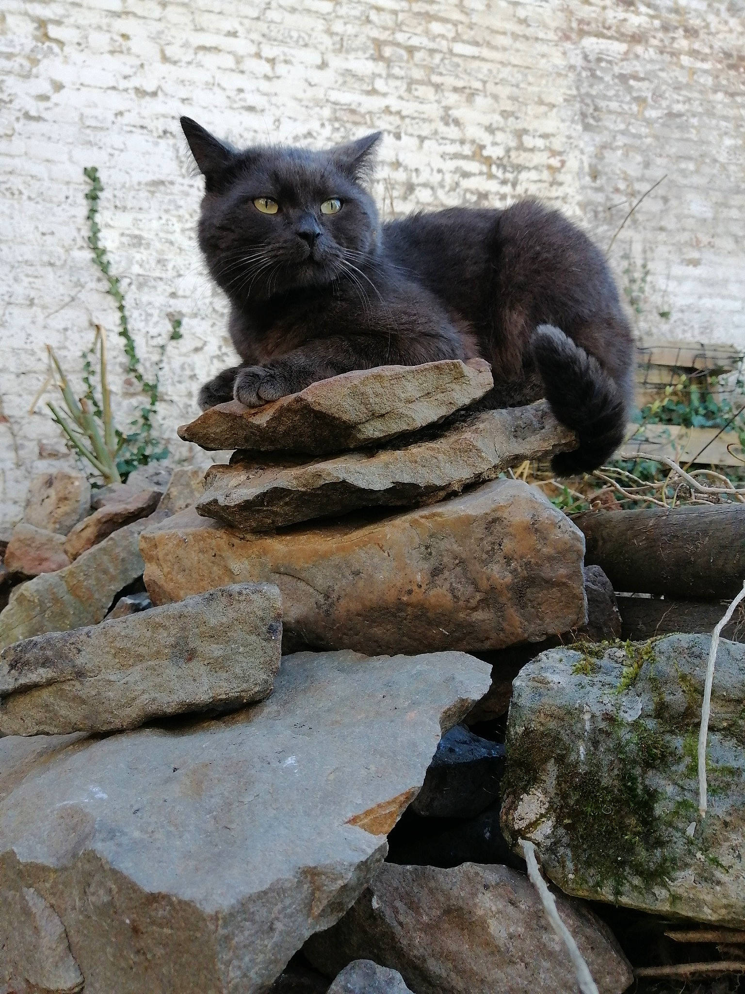 Maori a rejoint le concours — aidez-le/la à gagner de superbes lots ! asian, black_cat, british_shorthair, carnivore, cat, chartreux, domestic_short_haired_cat, felidae, fur, plant, rock, russian_blue, small_to_medium_sized_cats, tail, whiskers