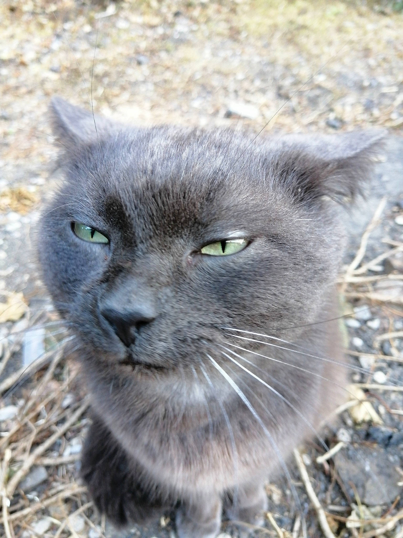 Maori participe au concours pour gagner de l'argent avec cette photo : british_semi_longhair, british_shorthair, burmese, carnivore, cat, chartreux, domestic_short_haired_cat, fawn, felidae, fur, grass, korat, mammal, nebelung, russian_blue, small_to_medium_sized_cats, snout, vertebrate, whiskers, wildlife