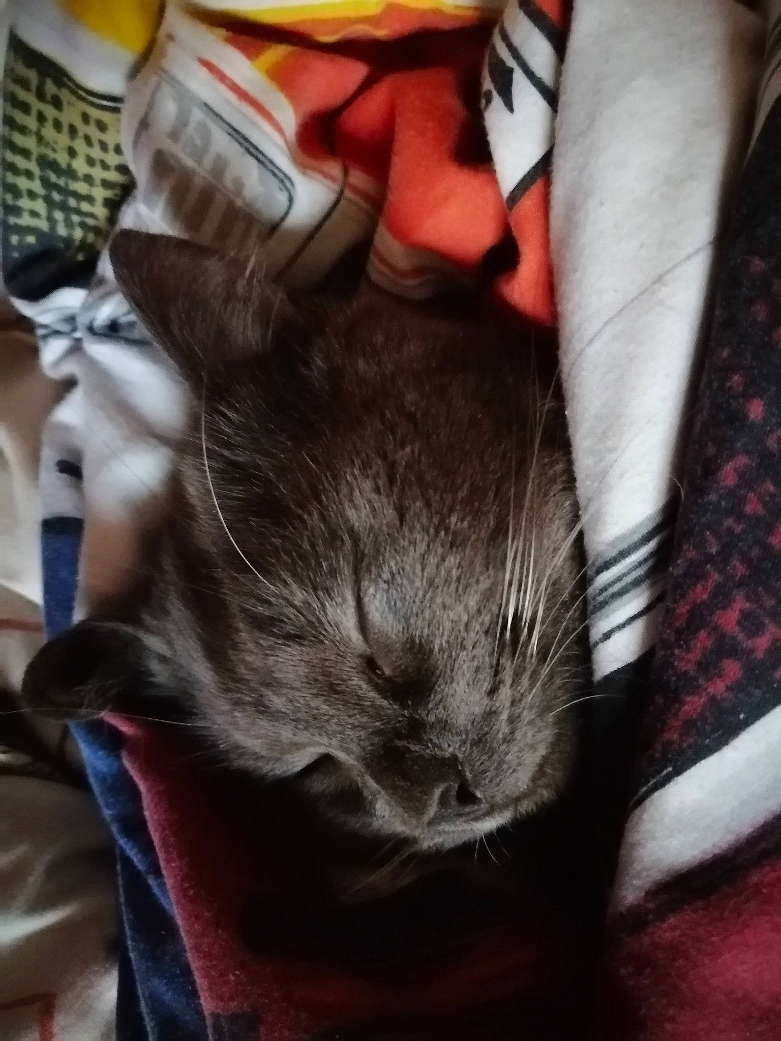 Maori a rejoint le concours — aidez-le/la à gagner de superbes lots ! asian, burmese, carnivore, cat, ear, fawn, felidae, fur, kitten, nap, russian_blue, small_to_medium_sized_cats, snout, whiskers