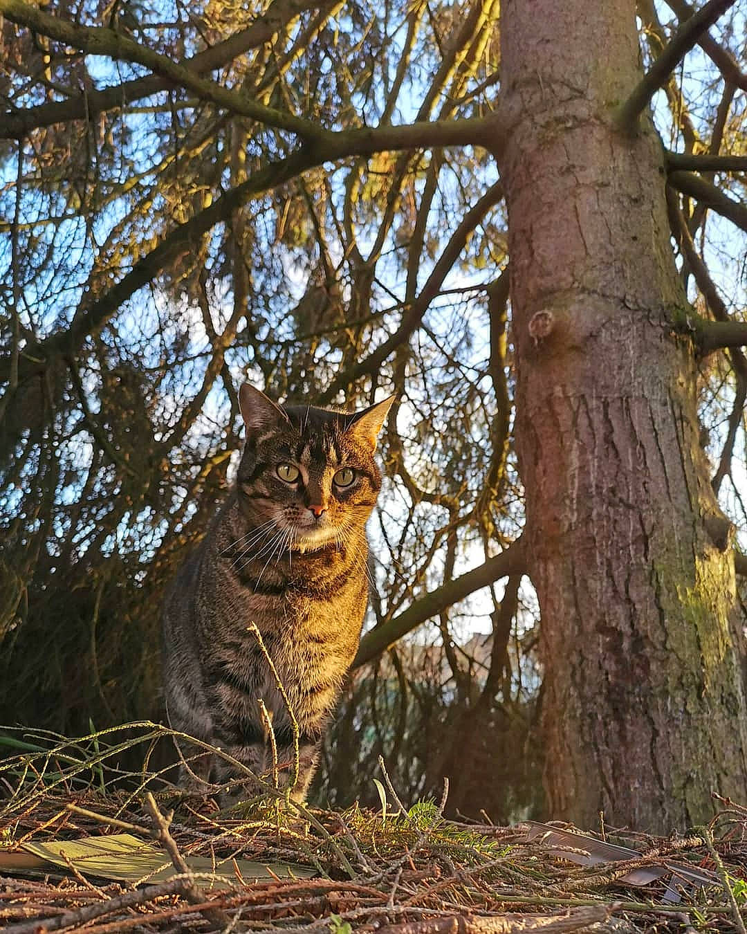 Nala a rejoint le concours — aidez-le/la à gagner de superbes lots ! branch, carnivore, cat, fawn, felidae, forest, grass, northern_hardwood_forest, plant, terrestrial_animal, tree, trunk, whiskers, wild_cat, wildlife, woodland, woody_plant