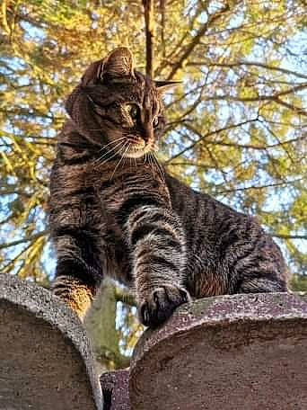 Nala participe au concours pour gagner de l'argent avec cette photo : asian, branch, california_spangled, carnivore, cat, domestic_short_haired_cat, dragon_li, european_shorthair, felidae, leaf, mammal, ocicat, pixie_bob, plant, small_to_medium_sized_cats, tabby_cat, toyger, tree, whiskers, wild_cat