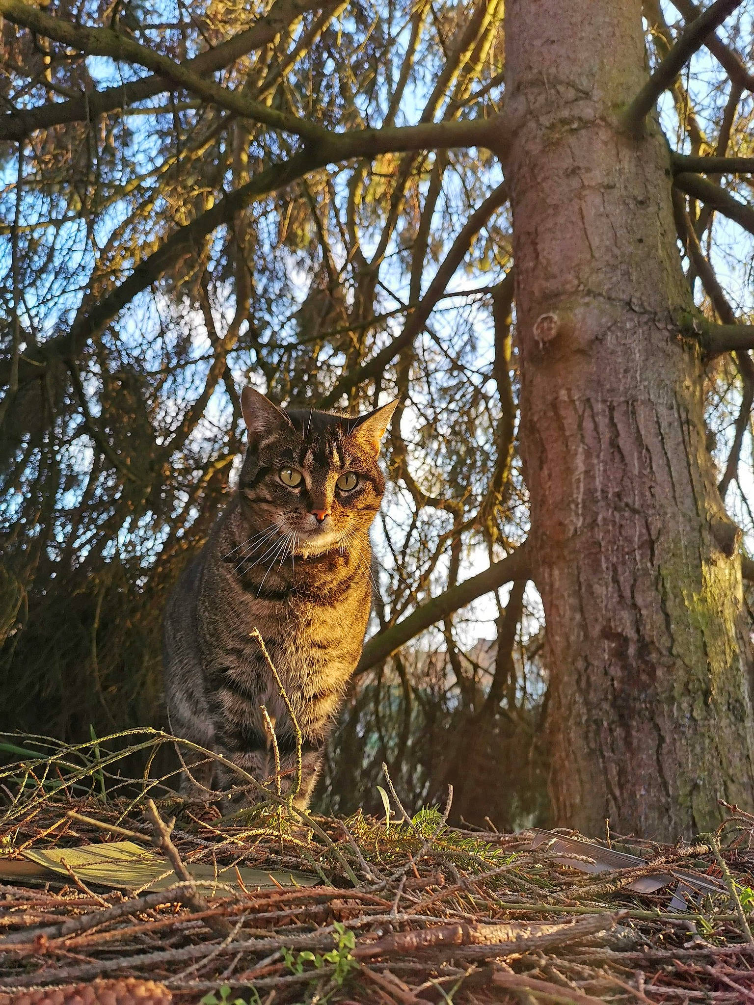 Nala participe au concours pour gagner de l'argent avec cette photo : big_cats, branch, carnivore, fawn, felidae, forest, grass, northern_hardwood_forest, old_growth_forest, plant, terrestrial_animal, tree, trunk, whiskers, wildlife, woodland, woody_plant