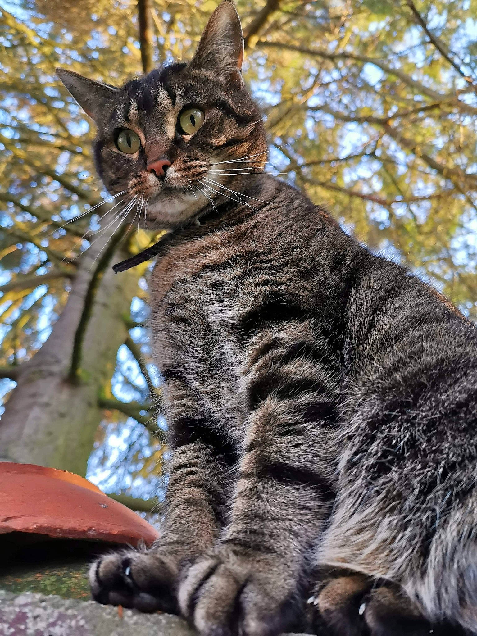 Nala a rejoint le concours — aidez-le/la à gagner de superbes lots ! american_wirehair, asian, california_spangled, carnivore, cat, domestic_short_haired_cat, dragon_li, european_shorthair, felidae, mammal, ocicat, pixie_bob, plant, small_to_medium_sized_cats, snout, tabby_cat, tree, vertebrate, whiskers, wild_cat