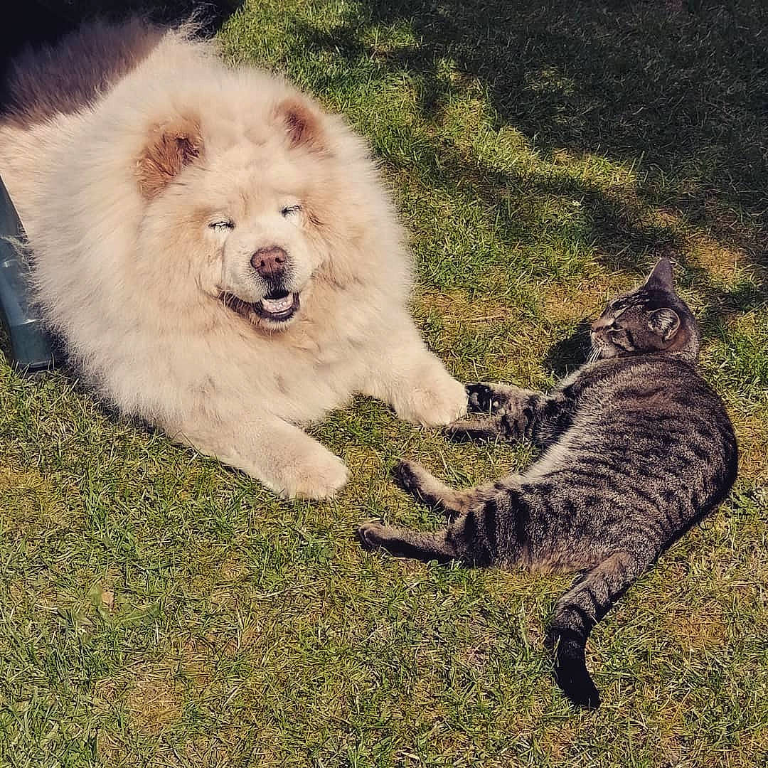 Fen a rejoint le concours — aidez-le/la à gagner de superbes lots ! akita, canidae, carnivore, cat, chow_chow, companion_dog, dog, dog_breed, felidae, kitten, mammal, puppy, sky, small_to_medium_sized_cats, sporting_group, tail, vertebrate