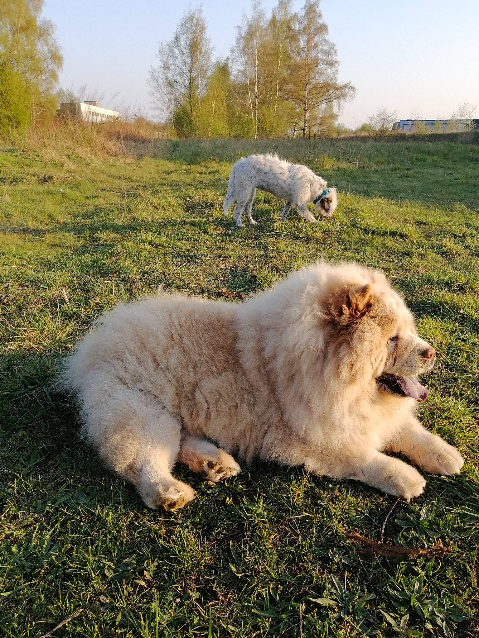 Fen a rejoint le concours — aidez-le/la à gagner de superbes lots ! canidae, carnivore, chow_chow, companion_dog, dog, dog_breed, fawn, grass, great_pyrenees, mammal, sporting_group, vertebrate