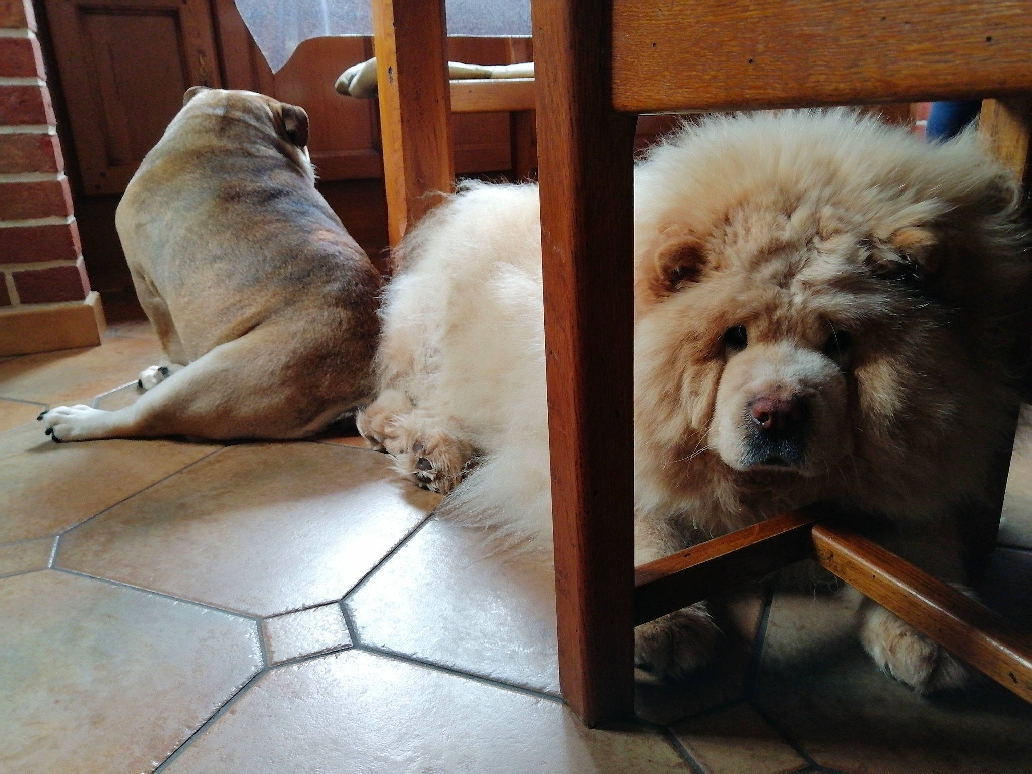 Fen a rejoint le concours — aidez-le/la à gagner de superbes lots ! ancient_dog_breeds, canidae, carnivore, chow_chow, companion_dog, dog, dog_breed, fawn, mammal, non_sporting_group, sporting_group