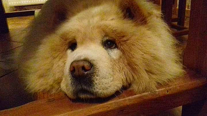 Fen participe au concours pour gagner de l'argent avec cette photo : ancient_dog_breeds, canidae, carnivore, chow_chow, companion_dog, dog, dog_breed, fawn, mammal, non_sporting_group, nose, rare_breed_dog, snout, sporting_group, vertebrate