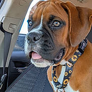 Journey is registered to the contest to win money with this photo: animal, boxer, brown_fur, car_interior, close_up, collar, companionship, curious, dog, domestic_animal, leash, pet, seat, seatbelt, side_view, sunflower_pattern, tongue_out, white_markings, window, young_dog