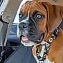 animal, boxer, brown_fur, car_interior, close_up, collar, companionship, curious, dog, domestic_animal, leash, pet, seat, seatbelt, side_view, sunflower_pattern, tongue_out, white_markings, window, young_dog