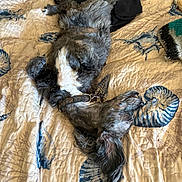Charly is registered to the contest to win money with this photo: animal, bed, blanket, canine, collar, comfort, cute, dog, domestic, ears, fur, fur_pattern, indoor, paw, pet, quilt, relaxed, resting, sleeping, textile